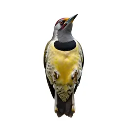 Yellow-bellied sapsucker