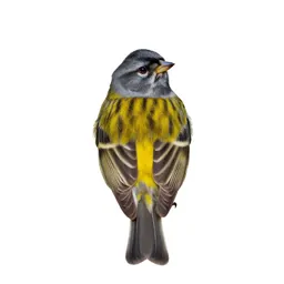 Yellow-breasted bunting