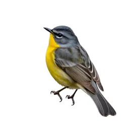 Yellow-breasted chat