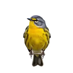 Yellow warbler