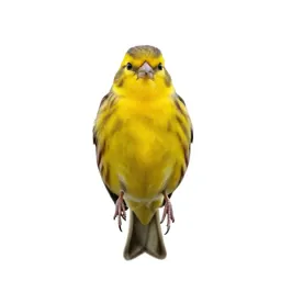 Yellowhammer