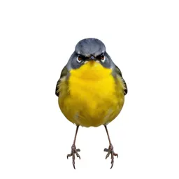 Yellowthroat