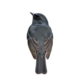 Accentor