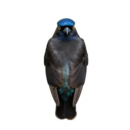 Afropavo