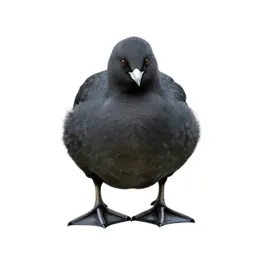 Anseriform bird