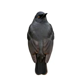 Antbird
