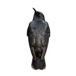 Apodiform bird