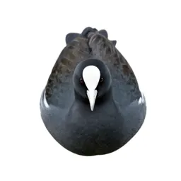 Aquatic bird