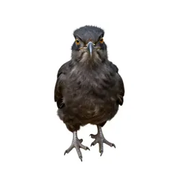 Archaeornis