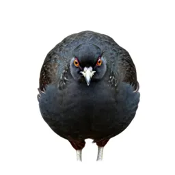 Argus