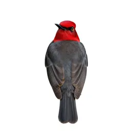 Avadavat