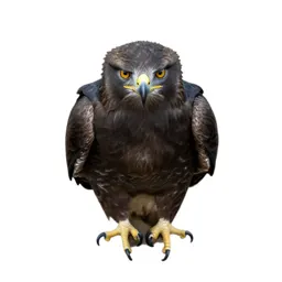 Eagle