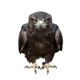 Eaglet