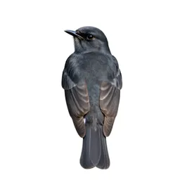 Eastern kingbird