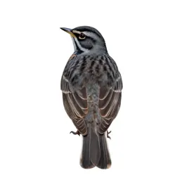 Eastern meadowlark