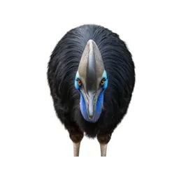 Elephant bird