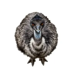 Emu