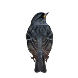 Evening grosbeak