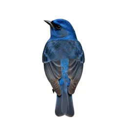 Indigo bunting