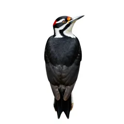 Ivorybill