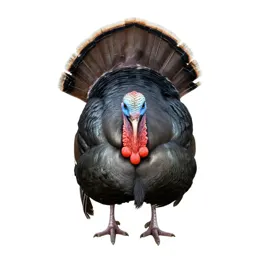 Ocellated turkey
