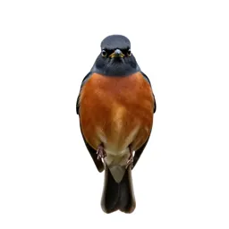 Orchard oriole