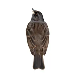 Ortolan