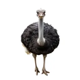 Ostrich