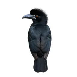 Umbrella bird