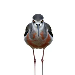Banded stilt