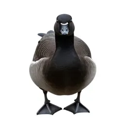Barnacle goose