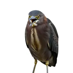 Bittern