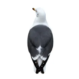 Black-backed gull