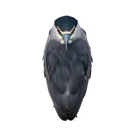 Black-crowned night heron
