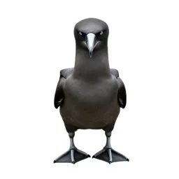 Black-footed albatross