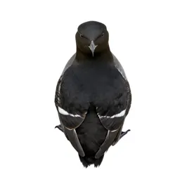 Black guillemot