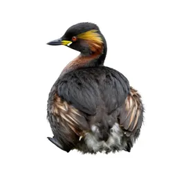 Black-necked grebe