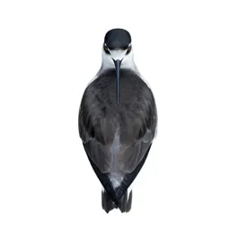 Black-necked stilt