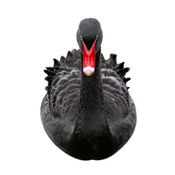 Black swan