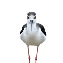 Black-winged stilt