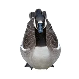 Blue goose