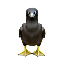 Booby