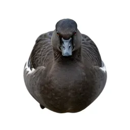 Brant