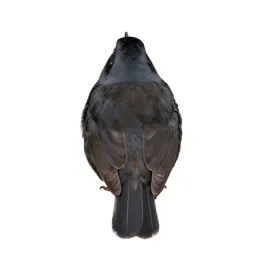 Button quail