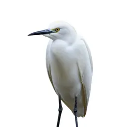 Cattle egret