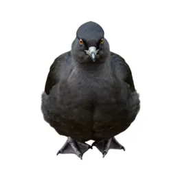 Chaja