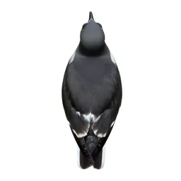 Coastal diving bird