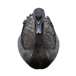 Cob