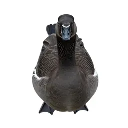 Common brant goose