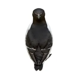 Common murre